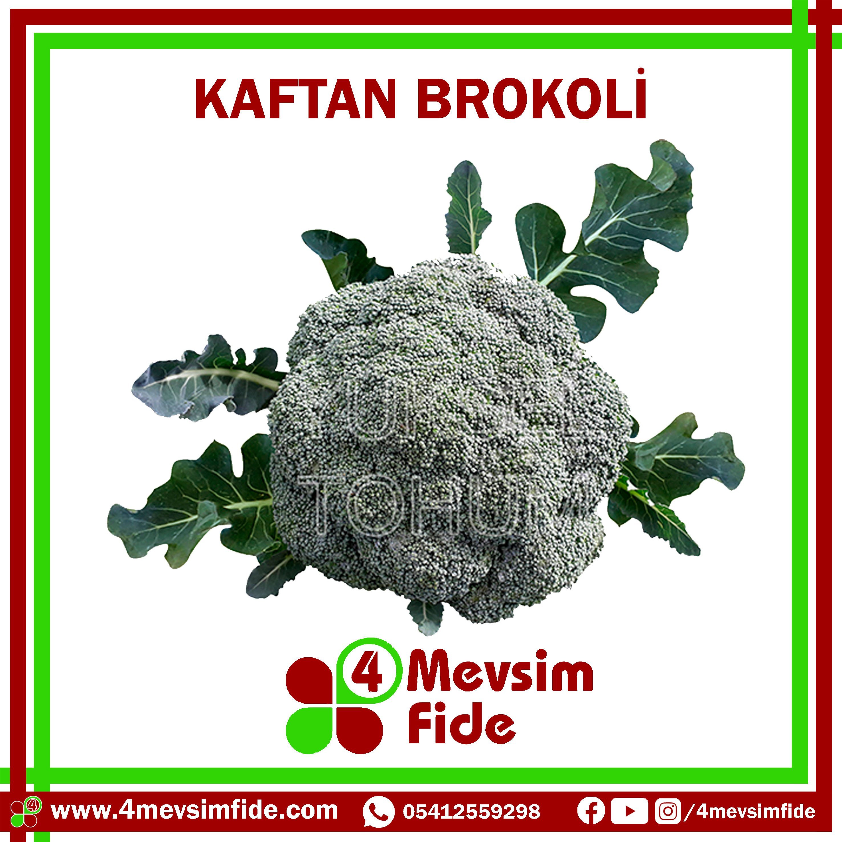 Kaftan F1 Brokoli